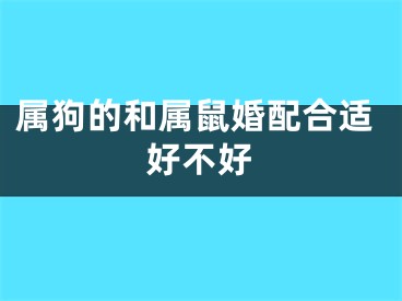 属狗的和属鼠婚配合适好不好