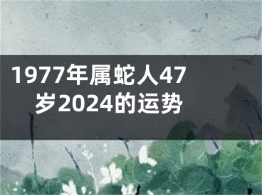 1977年属蛇人47岁2024的运势