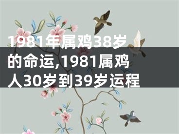 1981年属鸡38岁的命运,1981属鸡人30岁到39岁运程