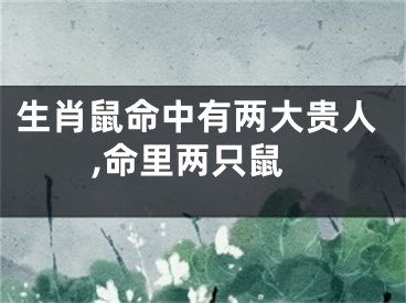 生肖鼠命中有两大贵人,命里两只鼠