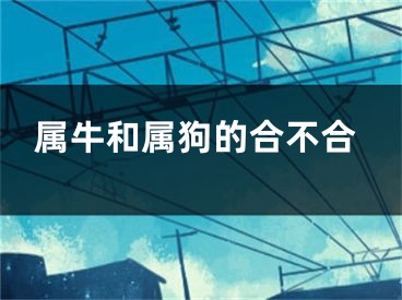 属牛和属狗的合不合