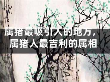 属猪最吸引人的地方,属猪人最吉利的属相