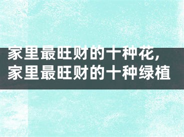 家里最旺财的十种花,家里最旺财的十种绿植