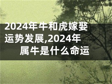 2024年牛和虎嫁娶运势发展,2024年属牛是什么命运