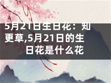 5月21日生日花：知更草,5月21日的生日花是什么花