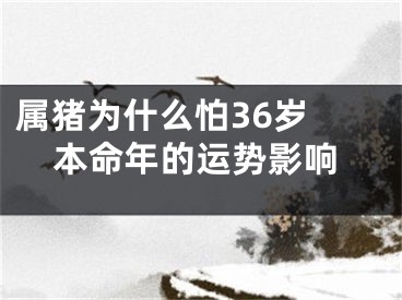 属猪为什么怕36岁 本命年的运势影响