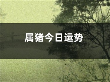 属猪今日运势