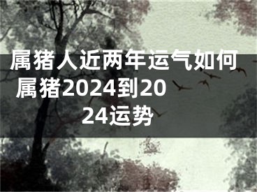 属猪人近两年运气如何 属猪2024到2024运势