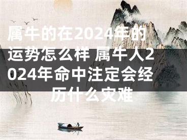 属牛的在2024年的运势怎么样 属牛人2024年命中注定会经历什么灾难
