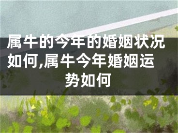 属牛的今年的婚姻状况如何,属牛今年婚姻运势如何