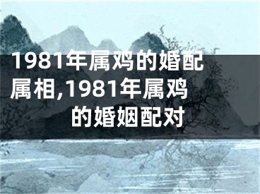 1981年属鸡的婚配属相,1981年属鸡的婚姻配对