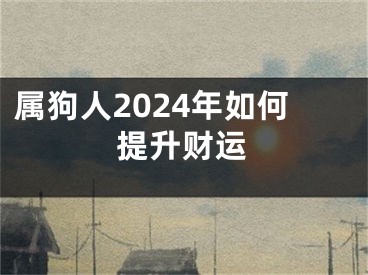属狗人2024年如何提升财运