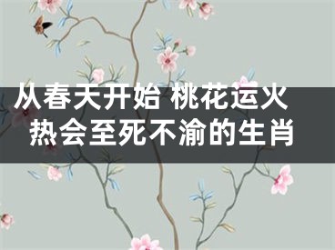 从春天开始 桃花运火热会至死不渝的生肖