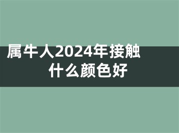 属牛人2024年接触什么颜色好