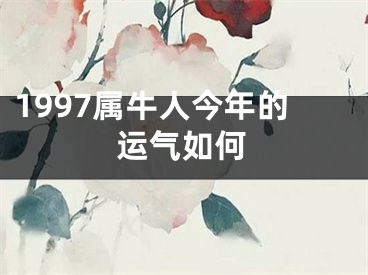 1997属牛人今年的运气如何