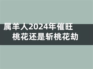 属羊人2024年催旺桃花还是斩桃花劫