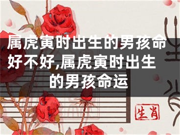 属虎寅时出生的男孩命好不好,属虎寅时出生的男孩命运