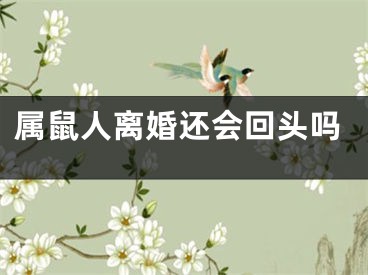 属鼠人离婚还会回头吗