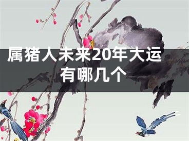 属猪人未来20年大运有哪几个