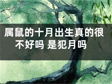 属鼠的十月出生真的很不好吗 是犯月吗