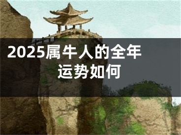 2025属牛人的全年运势如何