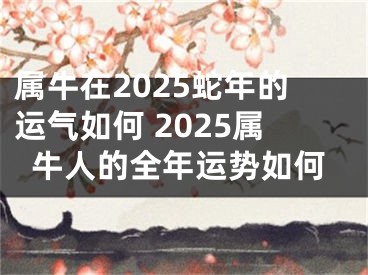 属牛在2025蛇年的运气如何 2025属牛人的全年运势如何