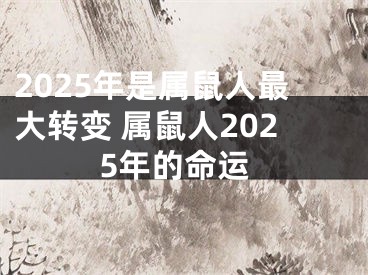 2025年是属鼠人最大转变 属鼠人2025年的命运