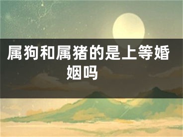 属狗和属猪的是上等婚姻吗 