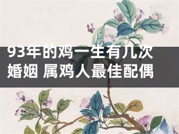 93年的鸡一生有几次婚姻 属鸡人最佳配偶