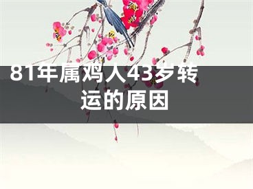 81年属鸡人43岁转运的原因