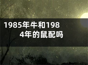 1985年牛和1984年的鼠配吗