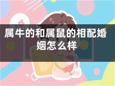 属牛的和属鼠的相配婚姻怎么样