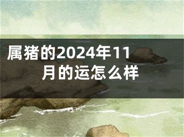 属猪的2024年11月的运怎么样