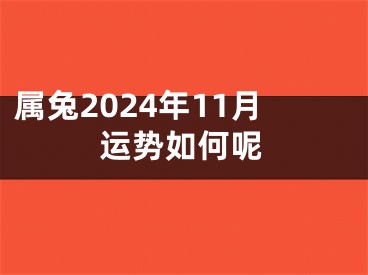 属兔2024年11月运势如何呢