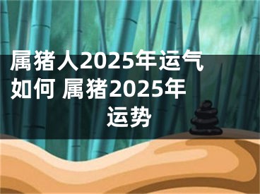 属猪人2025年运气如何 属猪2025年运势