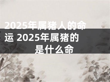 2025年属猪人的命运 2025年属猪的是什么命
