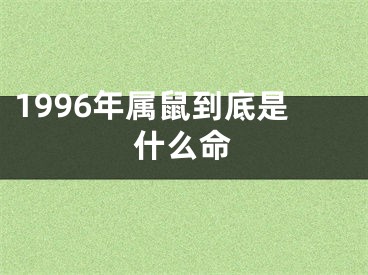 1996年属鼠到底是什么命