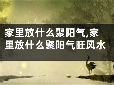 家里放什么聚阳气,家里放什么聚阳气旺风水