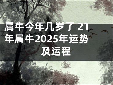 属牛今年几岁了 21年属牛2025年运势及运程