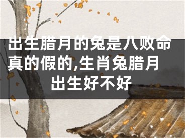 出生腊月的兔是八败命真的假的,生肖兔腊月出生好不好