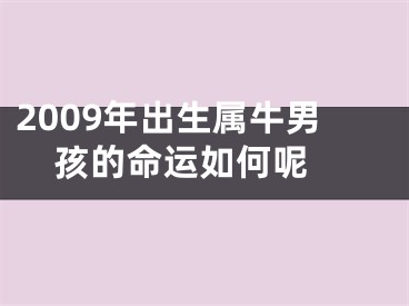 2009年出生属牛男孩的命运如何呢 