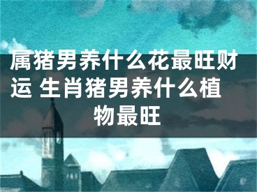 属猪男养什么花最旺财运 生肖猪男养什么植物最旺