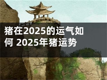 猪在2025的运气如何 2025年猪运势