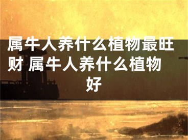 属牛人养什么植物最旺财 属牛人养什么植物好