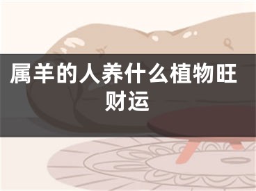 属羊的人养什么植物旺财运