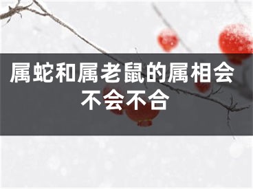 属蛇和属老鼠的属相会不会不合