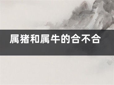 属猪和属牛的合不合