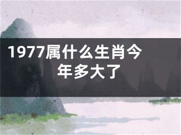 1977属什么生肖今年多大了