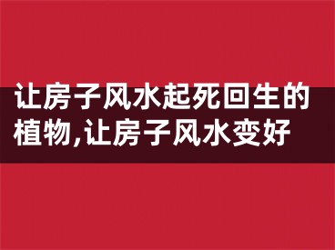 让房子风水起死回生的植物,让房子风水变好