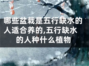 哪些盆栽是五行缺水的人适合养的,五行缺水的人种什么植物